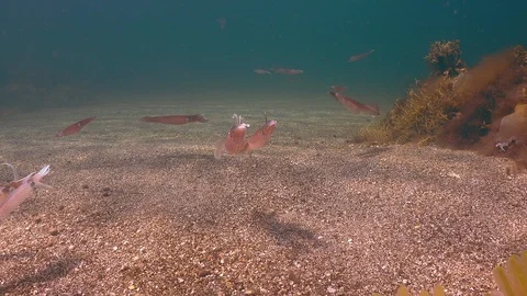Atlantic Squid Stock Footage 87076057