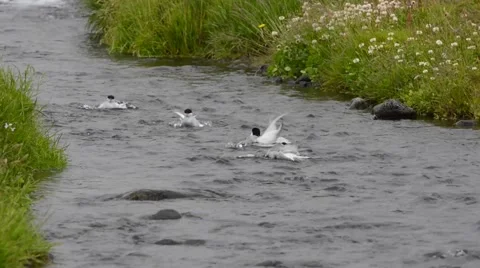 Atlantic sterna's having fun, Iceland Stock Footage 40874759