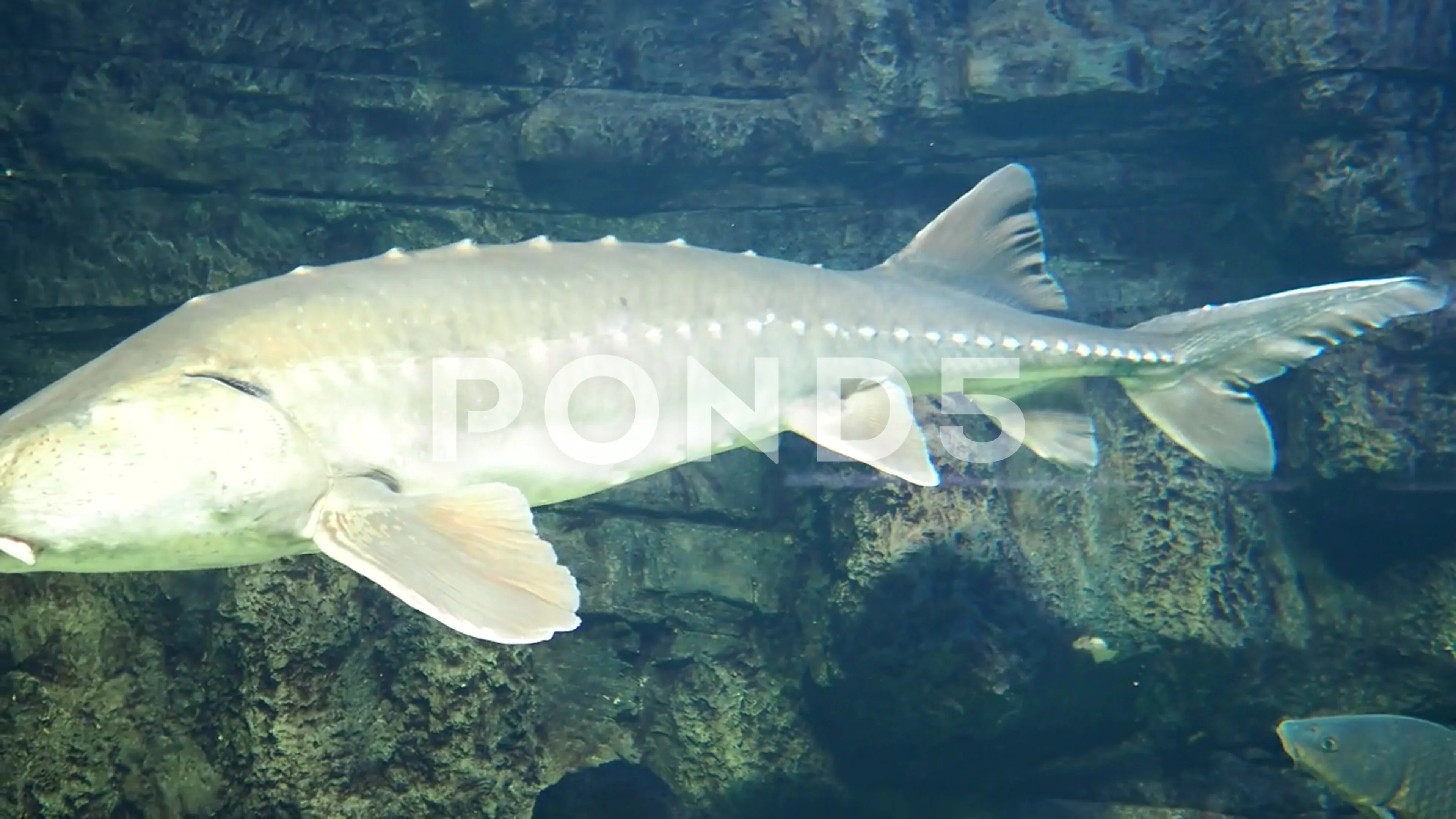 giant atlantic sturgeon