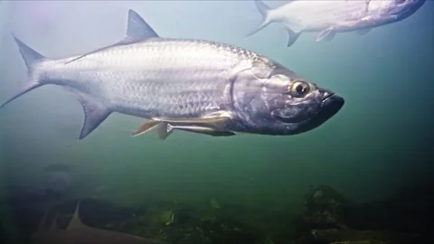 Atlantic Tarpon Flyby - Extreme Close-up of Silver King - Florida Harbor Stock Footage 334674302