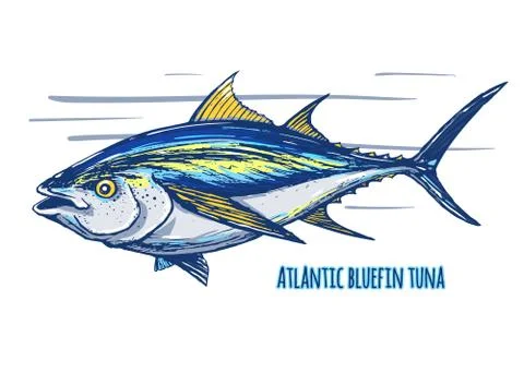 Atlantic  tuna Stock Illustration