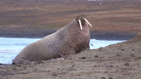 Atlantic walrus on the beach Stockbeeldmateriaal 76219713