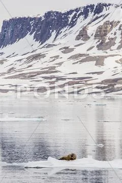 Atlantic Walrus (Odobenus Rosmarus Rosmarus) Hauled Out On Ice