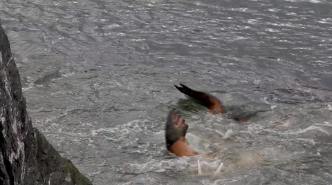 Atlantic walrus rubs back against rock to get rid of parasites Stock Footage 55127787