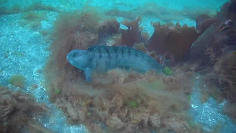 Atlantic wolffish hides under a sheet of laminaria and then it floats away. Video stock 102161060