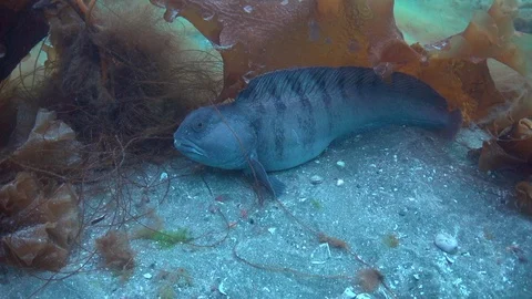 The Atlantic wolffish hiding under a sheet of laminaria. Zoom in. Stock Footage 102156217