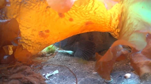 Atlantic wolffish hiding under a sheet of laminaria. Stock Footage 102157587