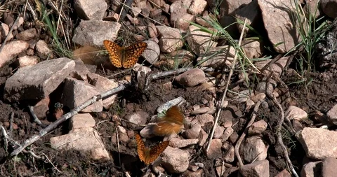 Atlantis Fritillary Stock Footage 116904673