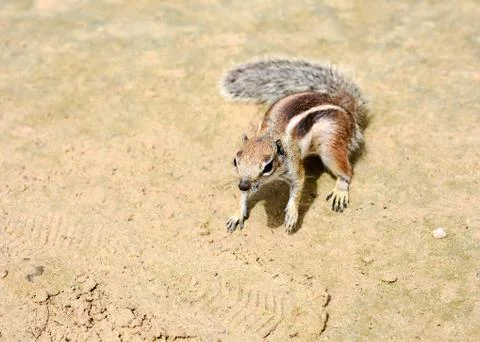 Atlantoxerus Getulus squirrel Fotos Stock