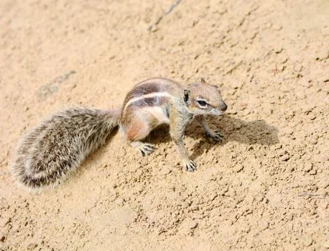 Atlantoxerus Getulus squirrel Stock-Fotos