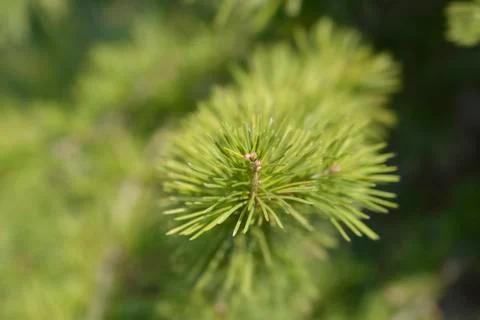 Atlas cedar Stock Photos