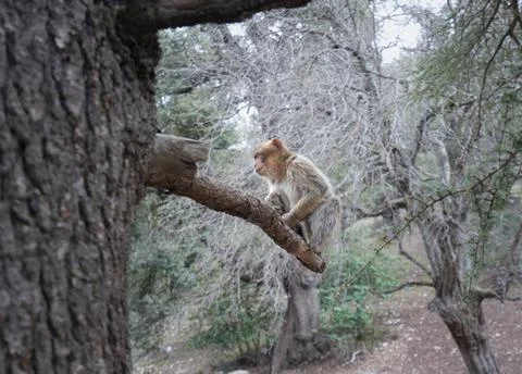 Atlas Monkey in Cedar Forest, Middle Atlas Mountains, Morocco. Stock Photos