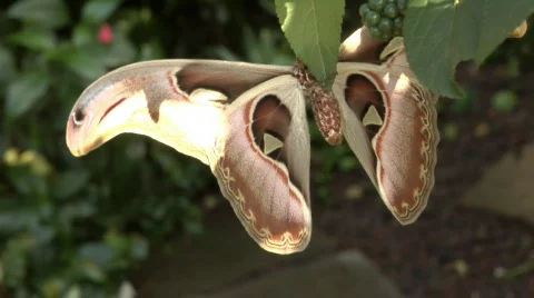 Atlas moth (Attacus atlas) Stock Footage