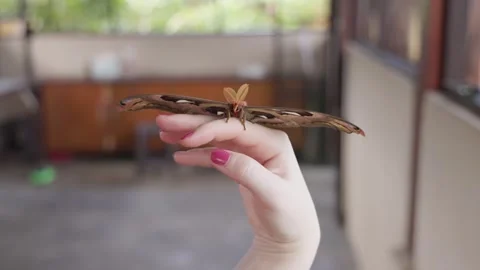 Atlas Moth in Bali Vídeo Stock 244674881