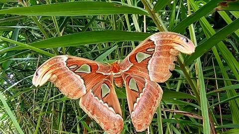Atlas Moth Stock Footage 302790919