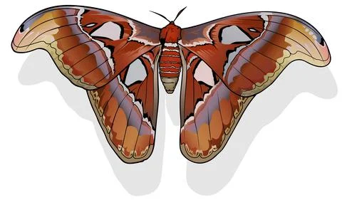 Atlas Moth Stock Illustration