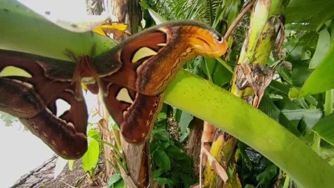 Atlas moth large butterfly Stock Footage 285619229