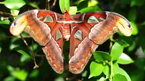 The Atlas moth is one of the largest lepidopterans Stock Footage 149088834