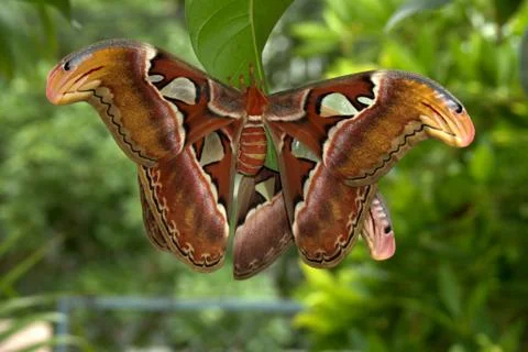The Atlas Moth. Stock Photos