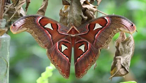 Atlas moth Stock-Fotos