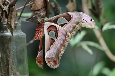 Atlas moth Stock Photos