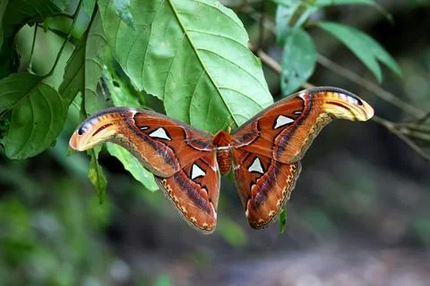 Atlas moth resting on a tree leaf. Stock Photos