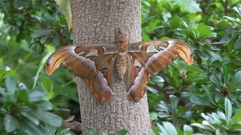 Atlas moth on a tree trunk 4K Stock Footage 93993445