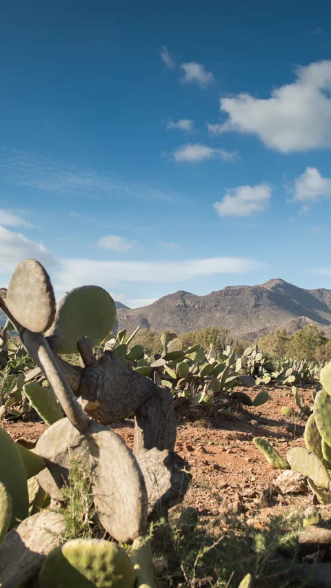 Atlas mountains, morocco in vertical 库存影片 263673538