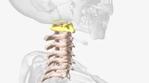The atlas (plural: atlases) is the first cervical vertebra, commonly called C1 Stock Footage 246535251