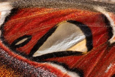 Atlas silkmoth moth wing pattern 스톡 일러스트