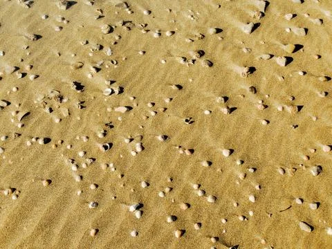Atlit Coast Yellow Golden Sand view with variety of seashells. Stock Photos