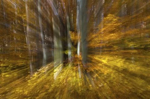 Atmosphere, autumn, tree, beech forest, trees, autumn, landscape, deciduous Stock Photos