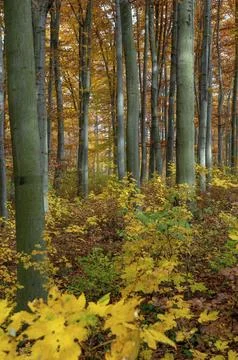 Atmosphere, autumn, tree, beech forest, trees, autumn, high size, portrait, Stock Photos