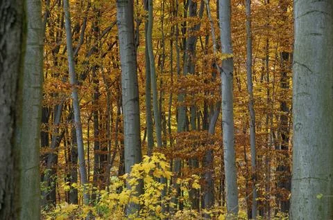 Atmosphere, autumn, tree, beech forest, trees, autumn, landscape, deciduous Stock Photos