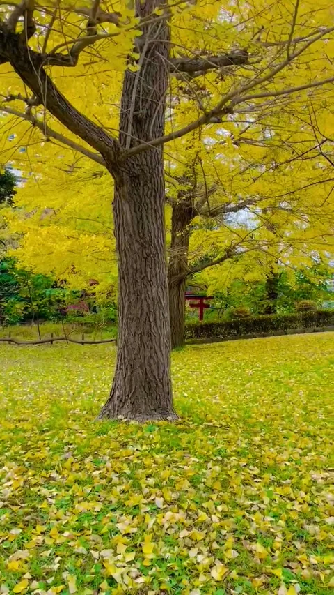 The atmosphere in the beautiful trees of the Enosima area Stock Footage 279057308