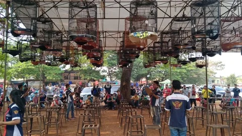 The atmosphere of a bird chirping competition Stock Footage 142249347