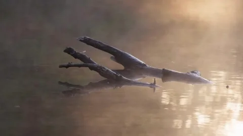 Atmosphere, branches laying in a lake 스톡 동영상 289315624