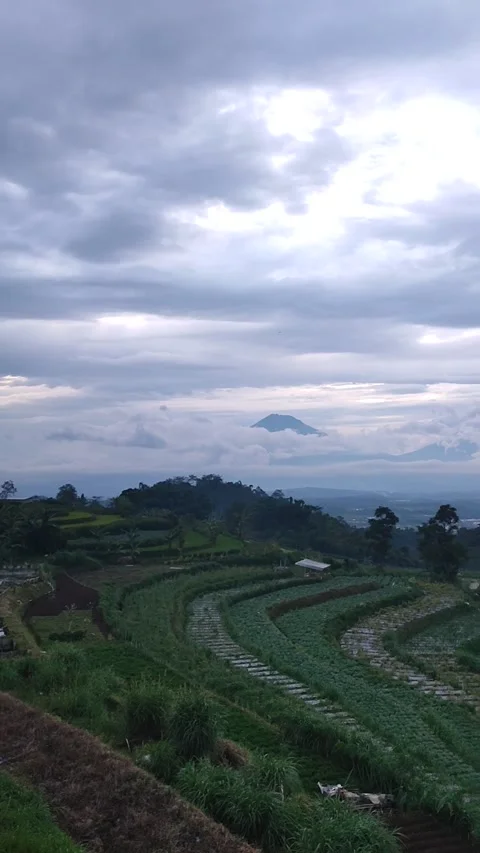 The atmosphere on the edge of a rice field with a cloud-covered mountain view Video stock 234577098