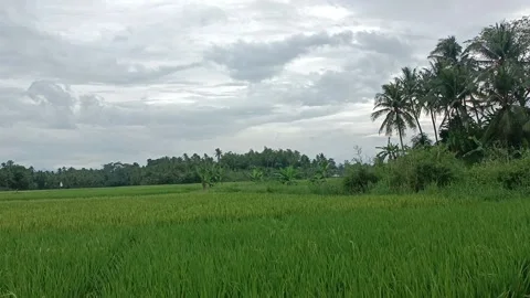 Atmosphere in the fields 動画素材 219594490