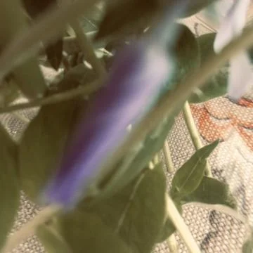 Atmosphere Flowers (second version) Foto stock