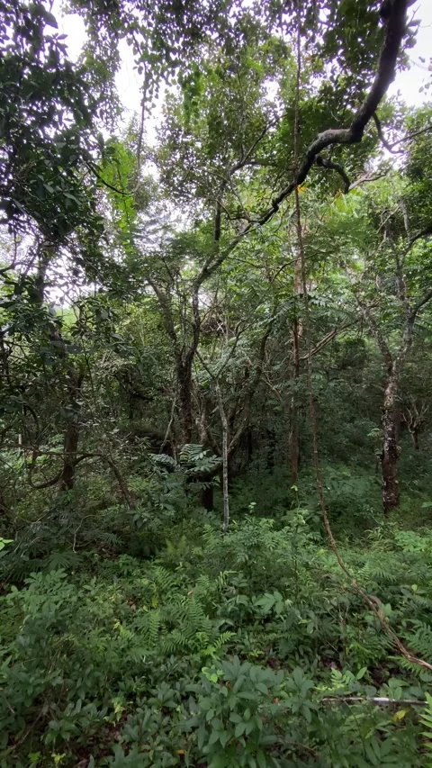 Atmosphere of the forest on the hiking trail of Mount Nglanggeran Stock-Footage 347541453
