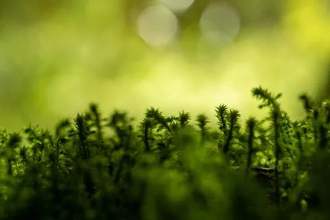 Atmosphere of the forest moss close-up macro blurred background bokeh Stock-Fotos