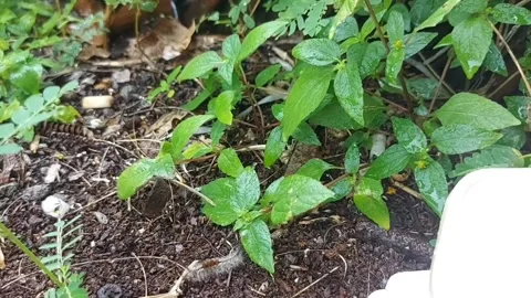 Atmosphere in the garden after the rain Stock Footage 270560778