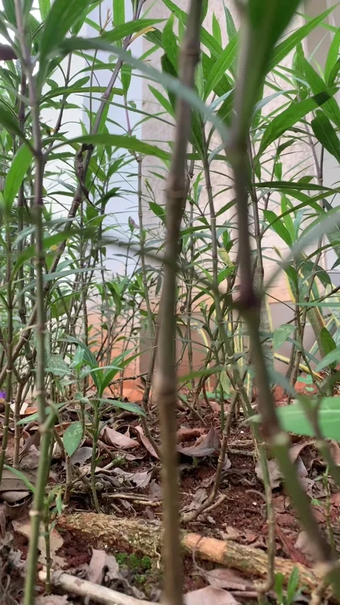 The atmosphere in the garden filled with plants looks like a forest Stock Footage 277956953