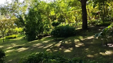 The atmosphere of the green grass of the park which is still bare in summer Stock Footage 223846060