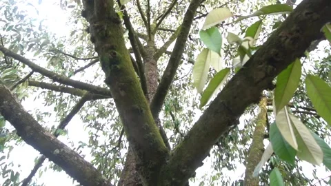 The atmosphere inside the large durian tree Stock Footage 135961905