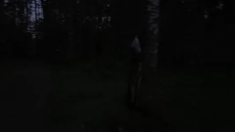 Atmosphere in the middle of the forest Stock Footage 316805481