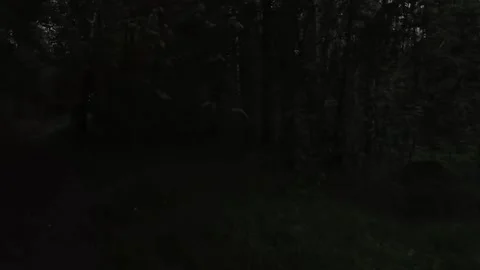 Atmosphere in the middle of the forest Stock Footage 316941980