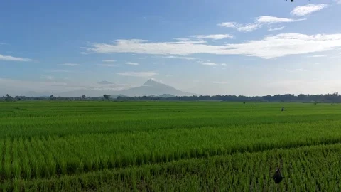 The atmosphere in the morning in the rice fields Stock Footage 233478085