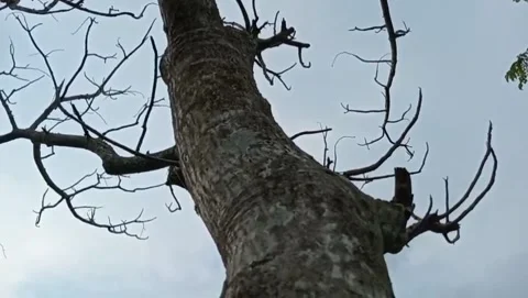 The atmosphere of an old tree with the sun shining softly behind the silhouette. Stock Footage 327911941
